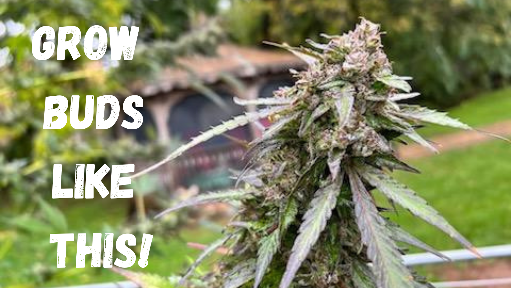 The Importance of pH Levels for Marijuana Growth: Tips and Tricks