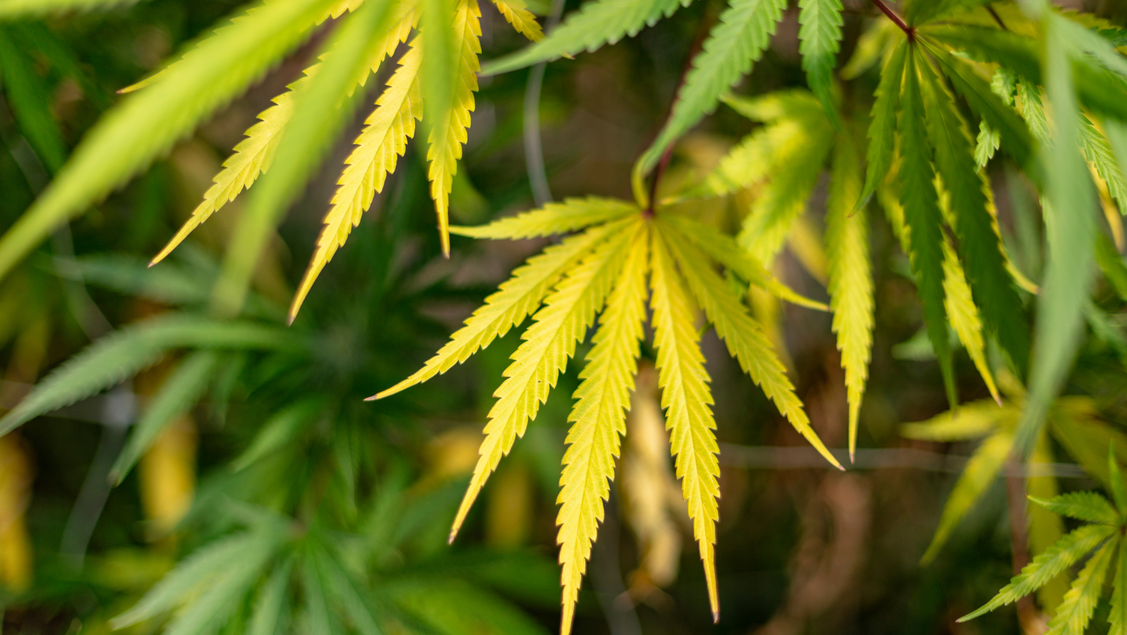 Reasons Behind Your Marijuana Plant Turning Yellow: Your How-To Guide