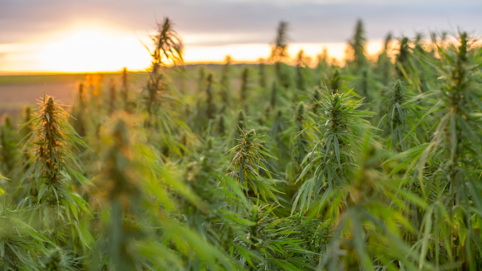 The Definitive Guide to the Best Temperature for Growing Marijuana