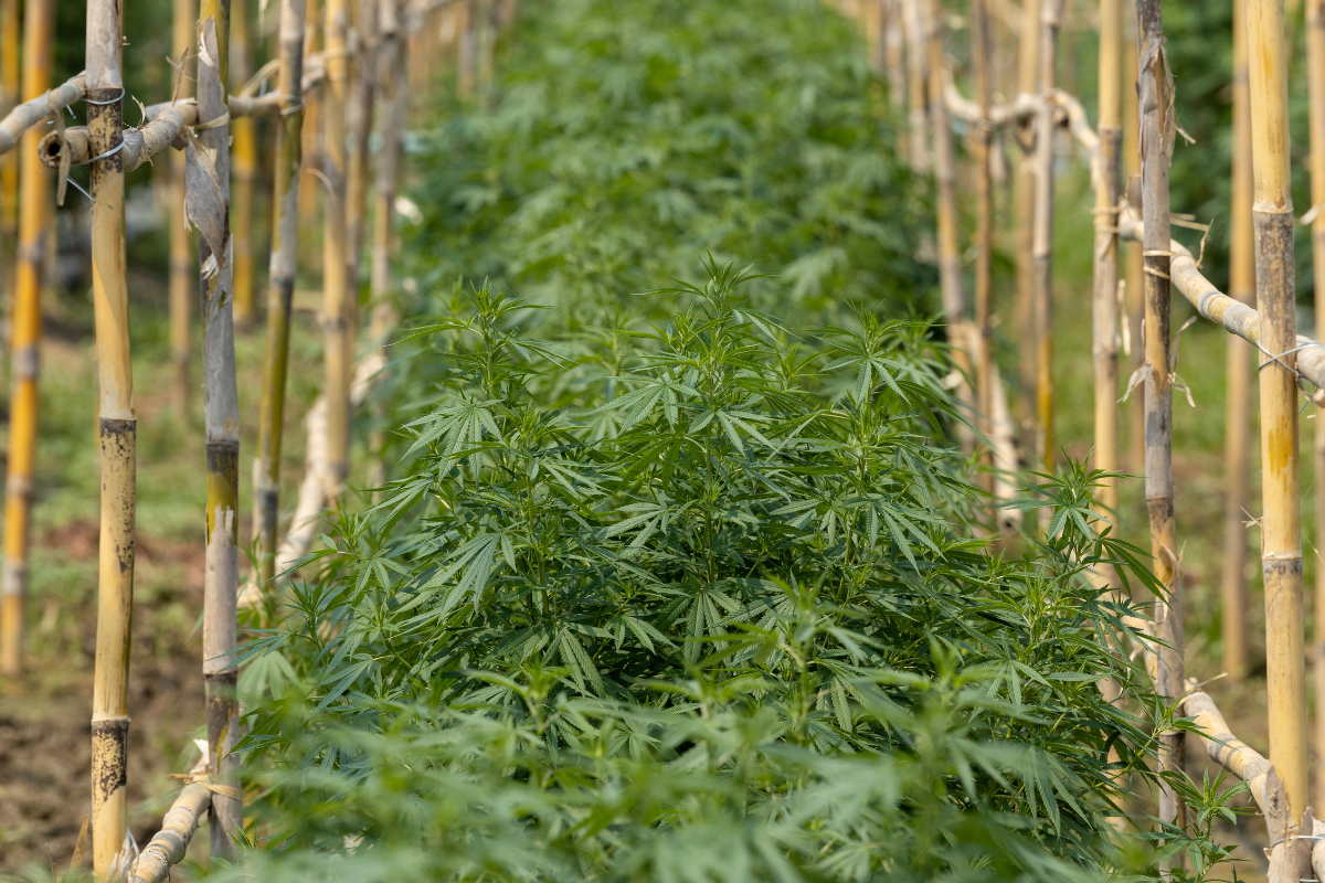 The Environmental Impact of Marijuana Farming